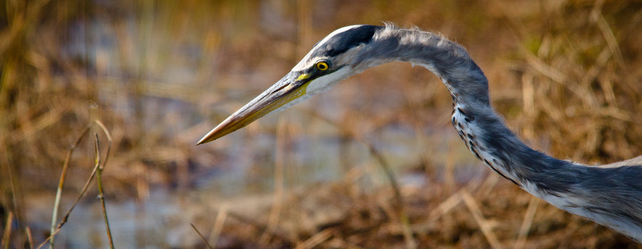 heron