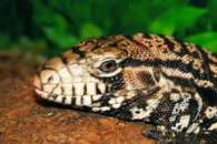 tegu