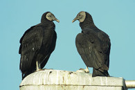 black vulture