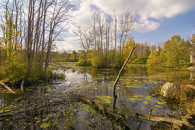 wetlands