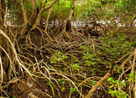 mangroves