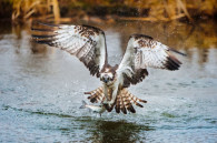 osprey-flying