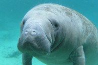 manatee