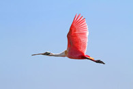 spoonbill