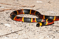 coral snake