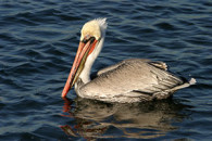 brown pelican