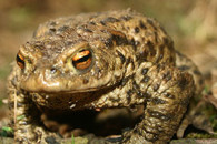 toad