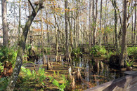 cypress knees