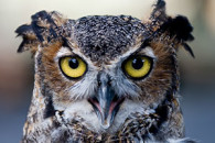 great horned owl