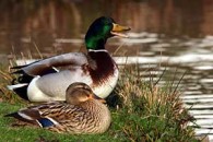 mallards