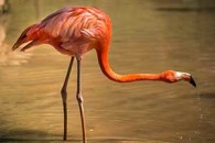 flamingo