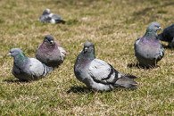 rock dove