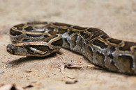 Burmese python