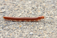 millipede