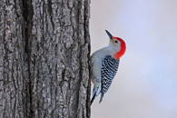 woodpeck