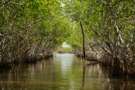 everglades